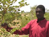 A farmer surrounded by trees due to the success of FMNR